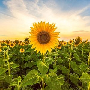 Meet your Posher, Shelby